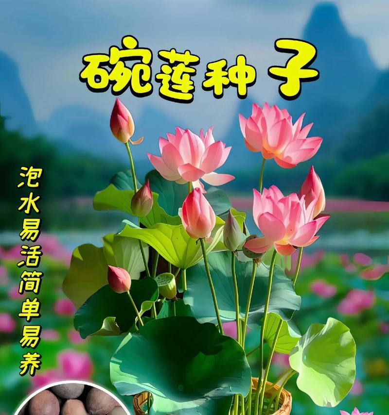 碗莲分盆步骤和注意事项是什么？