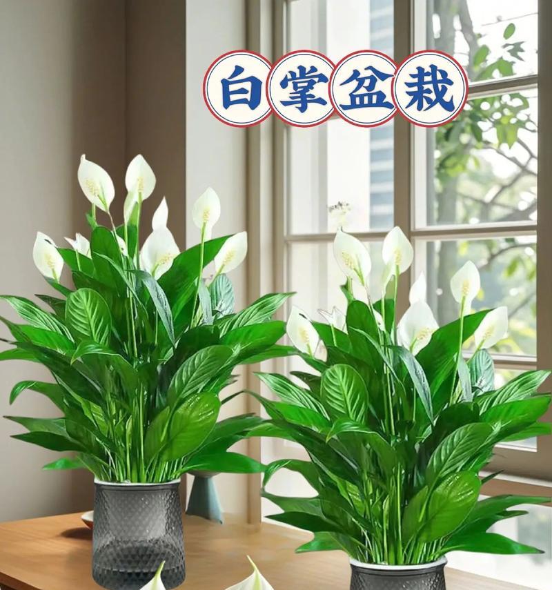 白掌品种的养护方法是什么？白掌品种有哪些常见问题？