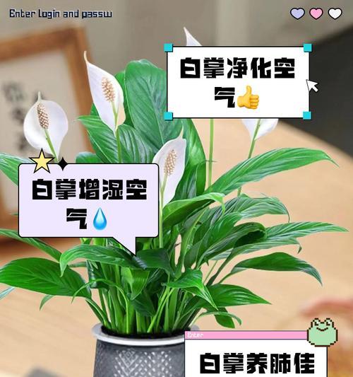 白掌品种的养护方法是什么？白掌品种有哪些常见问题？