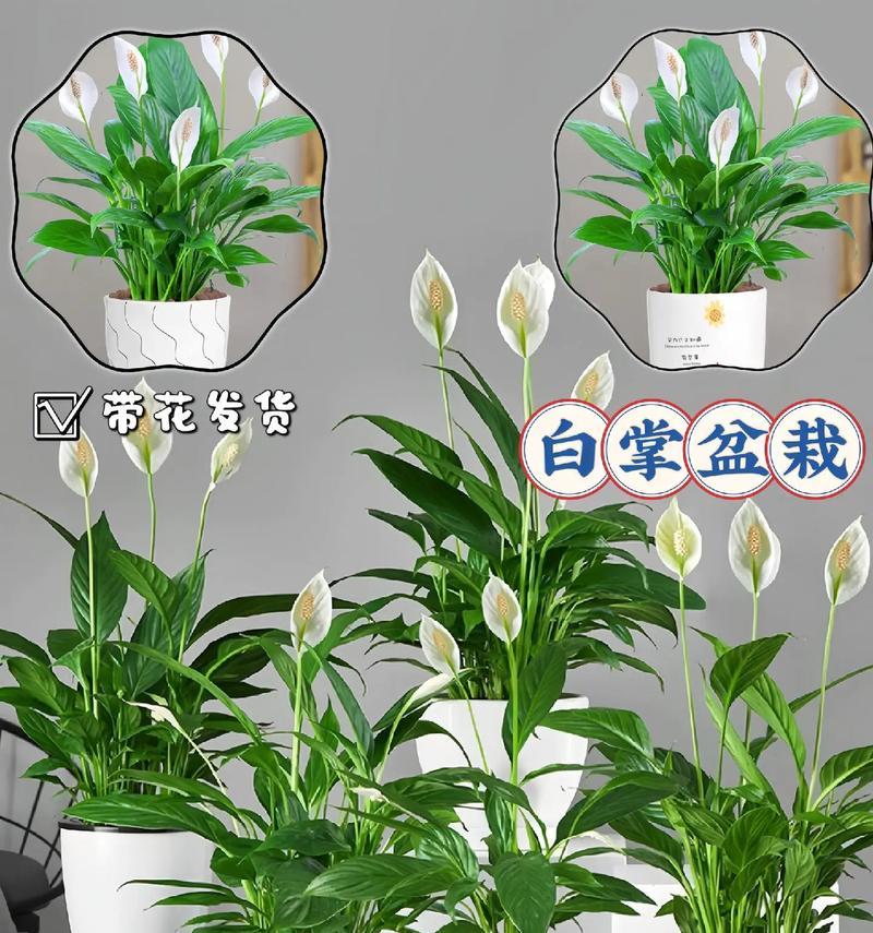 白掌品种的养护方法是什么？白掌品种有哪些常见问题？