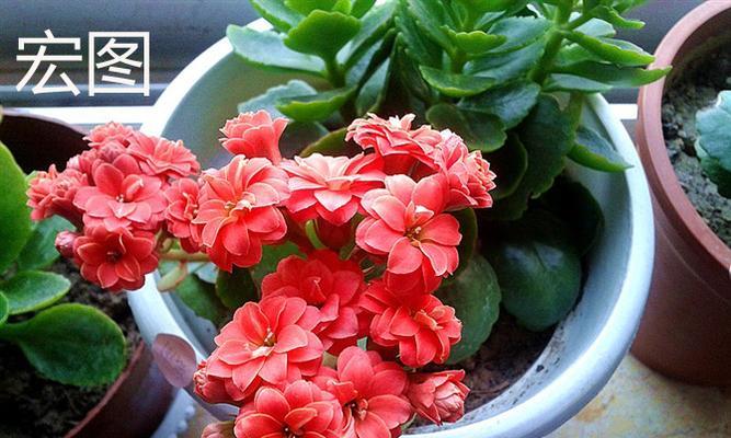 长寿花有哪些各色品种？长寿花品种大全包含哪些？