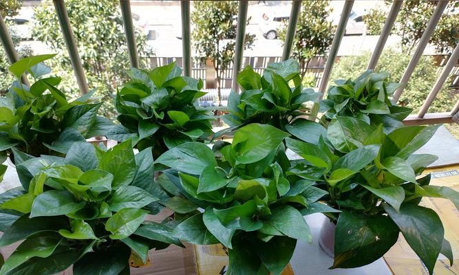 绿罗施肥指南：什么肥料最适合？