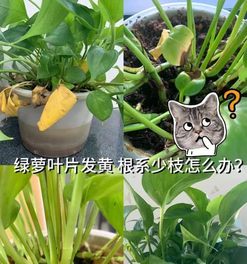 绿罗施肥指南：什么肥料最适合？
