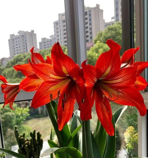 什么花好看又好养？推荐几种适合新手的观赏植物？