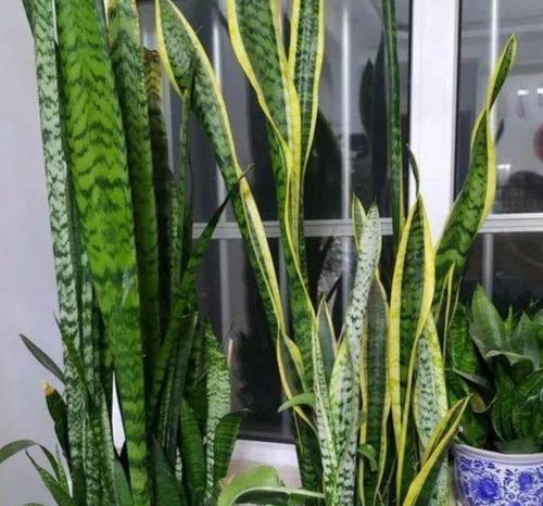 冬季养什么花最省心？有哪些易打理的植物推荐？