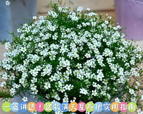 干的满天星如何正确养护和复水？