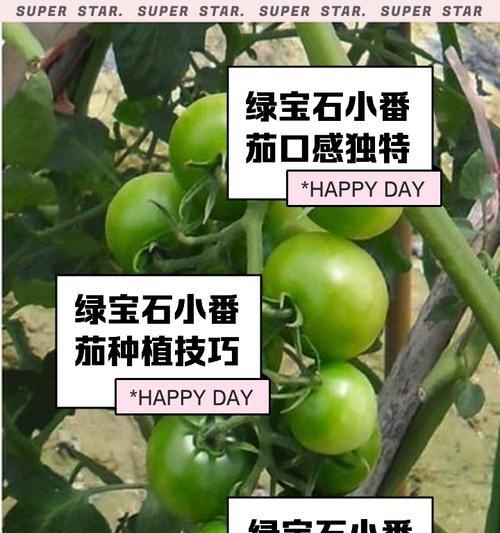 绿宝石植物养殖的正确方法是什么？