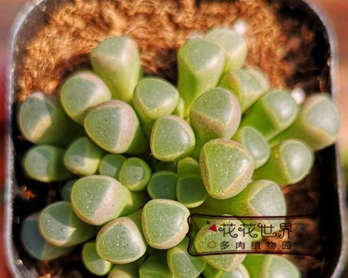 五十铃玉的养殖方法是什么？如何避免五十铃玉的常见病害？