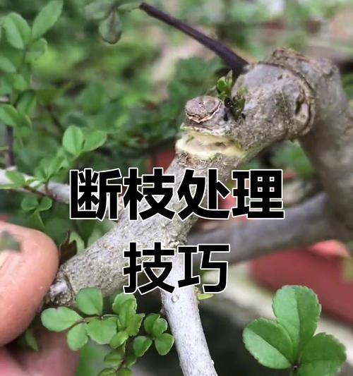 自制小盆栽的步骤和技巧有哪些？