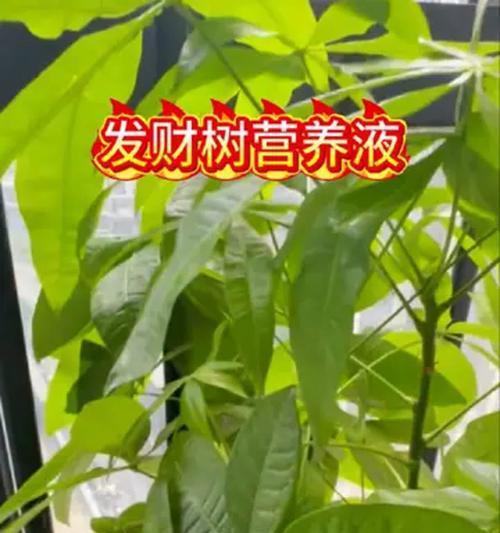 发财树用什么肥料最好？如何施肥才能促进健康生长？