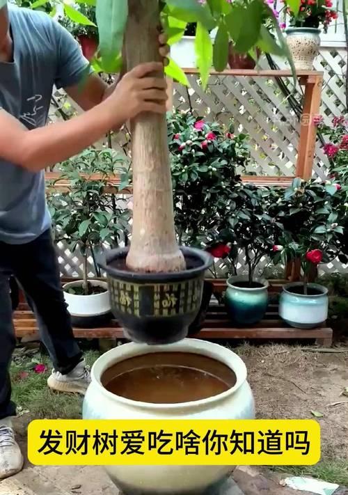 发财树用什么肥料最好？如何施肥才能促进健康生长？