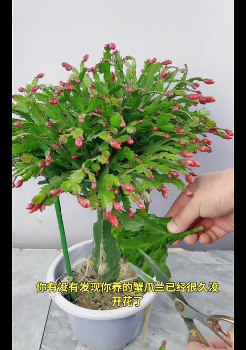 蝎抓兰的养殖技巧和注意事项是什么？