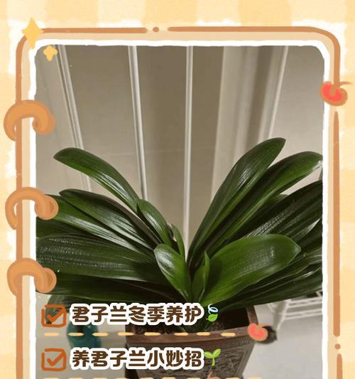 君子兰叶子干燥的解决方法是什么？