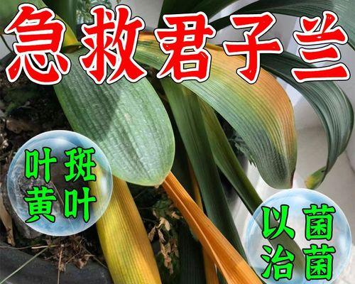 君子兰叶子干燥的解决方法是什么？