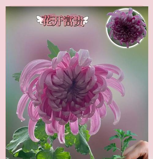 菊花施肥的最佳时机和方法是什么？
