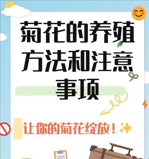 菊花施肥的最佳时机和方法是什么？