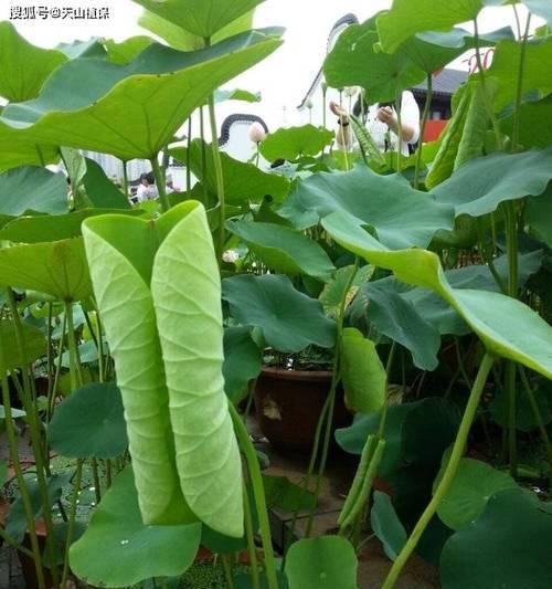 荷花什么时候种？如何在春天正确种植荷花？