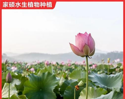 荷花什么时候种？如何在春天正确种植荷花？