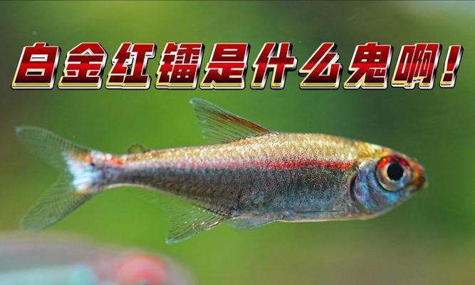 红袖是什么花？它的特点和养护方法是什么？
