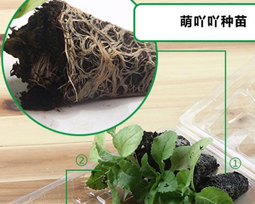 虹越种子质量如何保证？