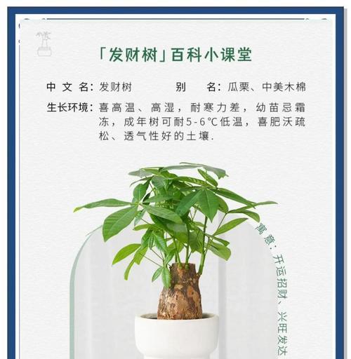 小发财树如何快速长大？养护技巧有哪些？