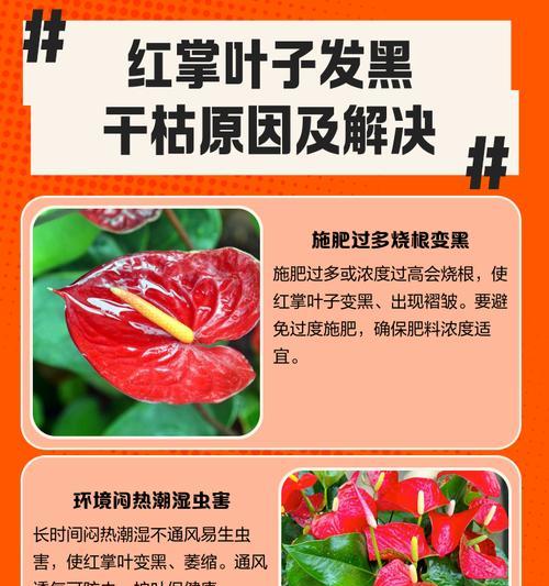解决树叶干枯的有效措施有哪些？