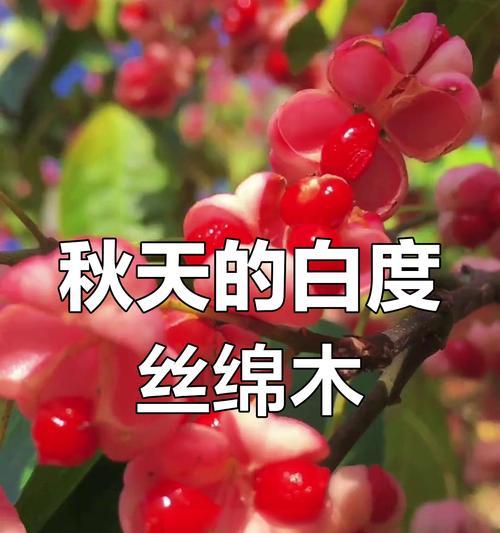 丝棉木果实的用途有哪些？