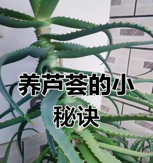 芦荟取叶的正确步骤是什么？