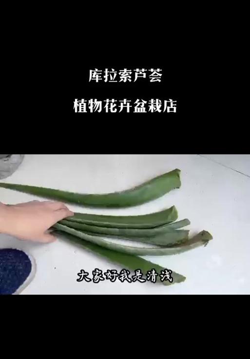 芦荟取叶的正确步骤是什么？