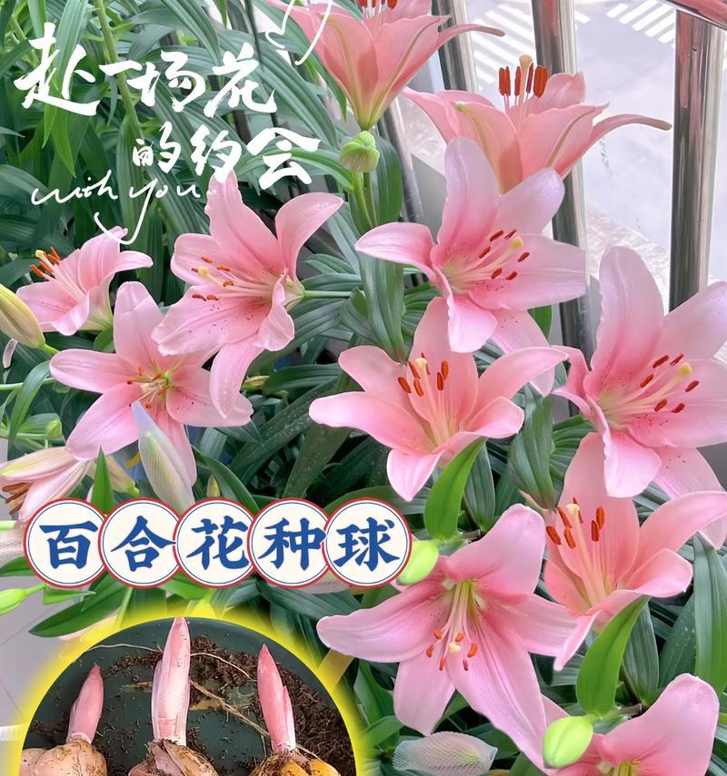 百合花有哪些品种名称？各自的特性是什么？