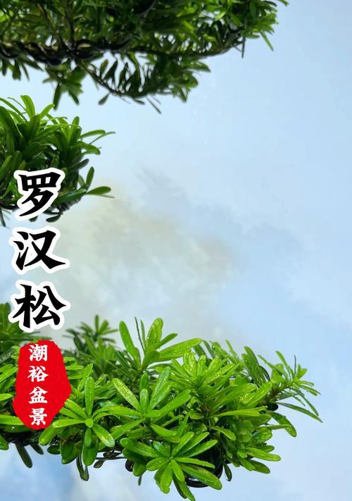 罗汉松有哪些品种？如何选择和养护？