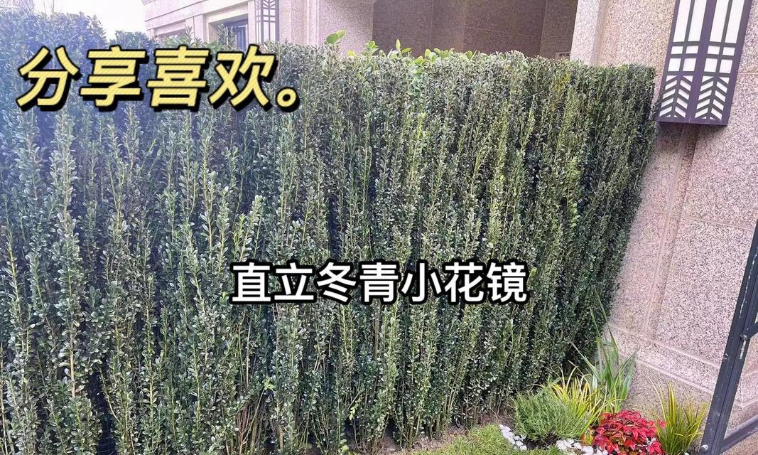 绿篱植物通常选择哪些种类？