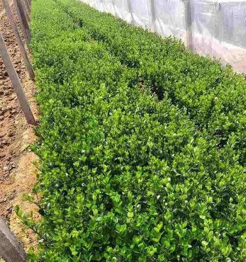 绿篱植物通常选择哪些种类？
