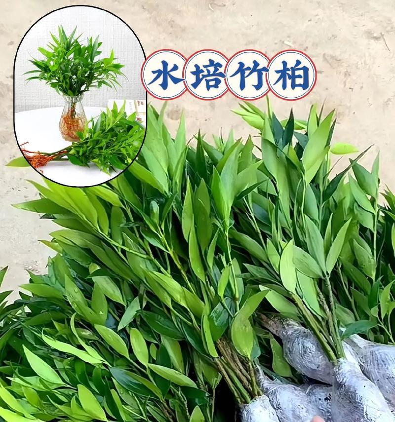 水竹冬季养护技巧有哪些？