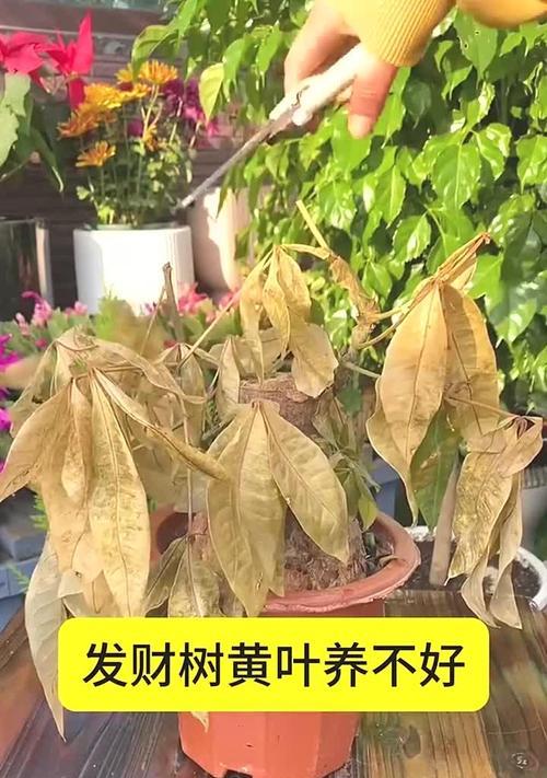 发财树的养护技巧和如何处理黄叶问题？