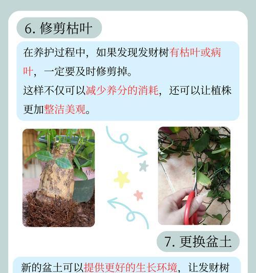 发财树的养护技巧和如何处理黄叶问题？