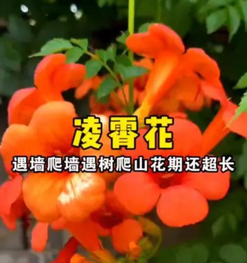 凌霄花的种植步骤是什么？如何保证其生长？