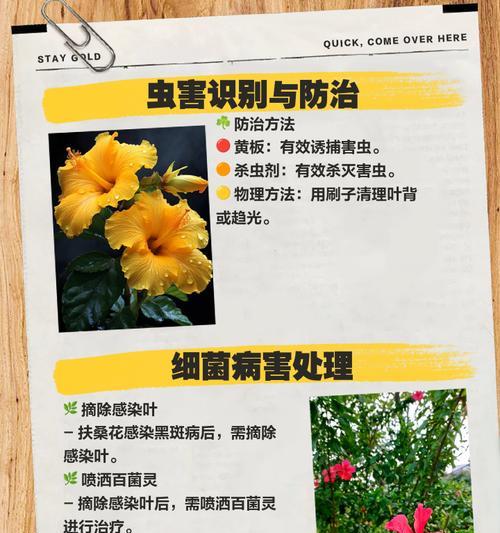 扶桑花不开花是什么原因？如何解决扶桑花不开花的问题？