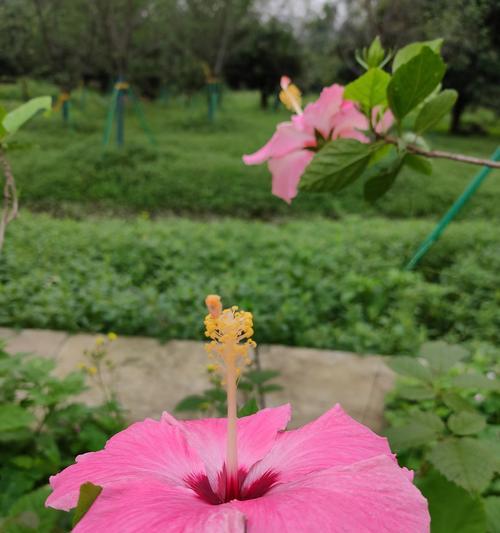 扶桑花不开花是什么原因？如何解决扶桑花不开花的问题？