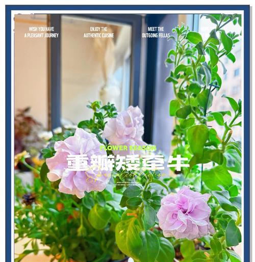 矮牵牛叶子发黄是什么原因？如何解决矮牵牛叶子发黄问题？