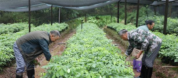 红豆树种植方法是什么？如何种植才能让红豆树茁壮成长？