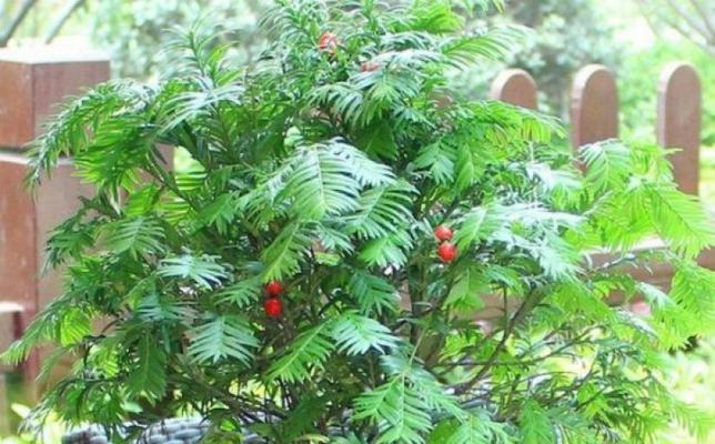 红豆树种植方法是什么？如何种植才能让红豆树茁壮成长？