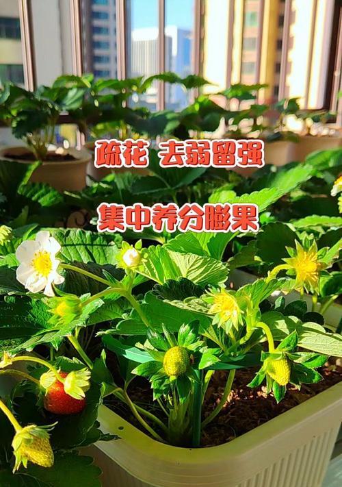 盆栽草莓烂根的处理方法是什么？