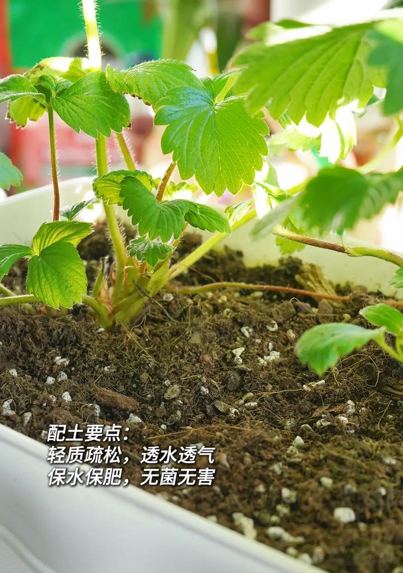 盆栽草莓烂根的处理方法是什么？