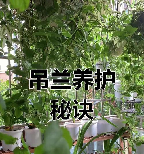 吊兰夏季浇水技巧是什么？