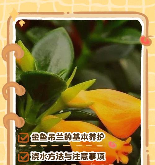 吊兰夏季浇水技巧是什么？