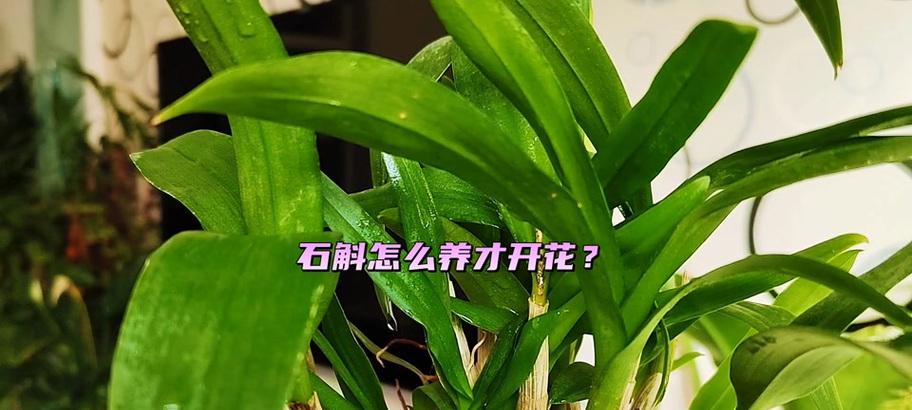 石斛怎么养殖？养殖石斛的正确方法是什么？