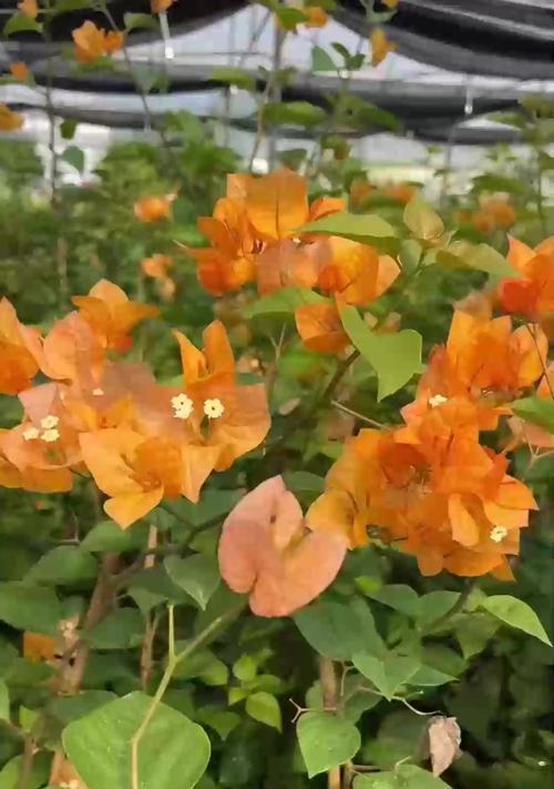 茉莉花冬季养护技巧有哪些？