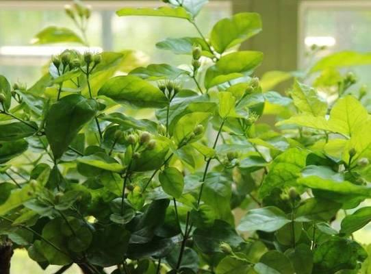 茉莉花冬季养护技巧有哪些？