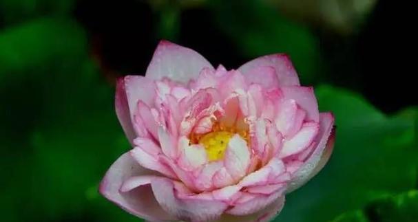 莲花的品种有哪些？不同品种莲花的特性是什么？
